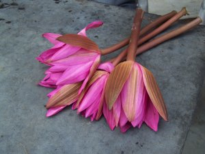 lotus