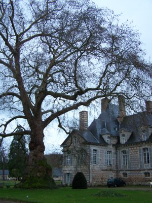 Platane remarquable