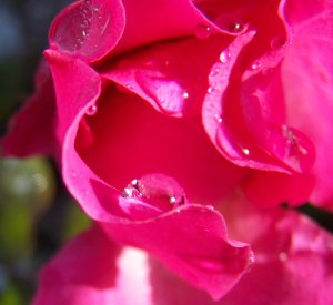 Rose rose