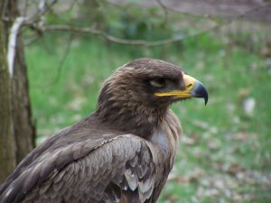 Le bois des Aigles