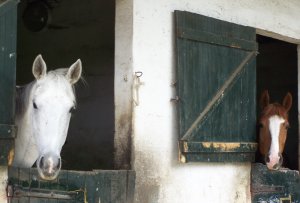 Chevaux