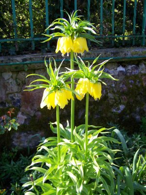Fritillaire, Fondation Monet