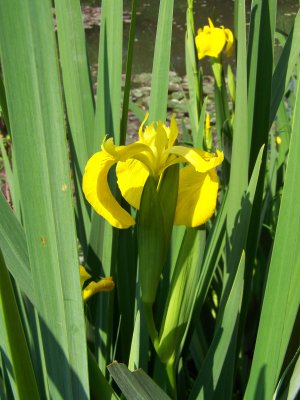 iris jaune