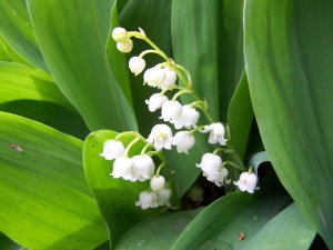 Muguet