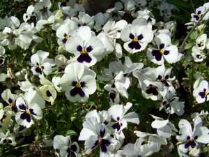 Pensées blanches et violettes