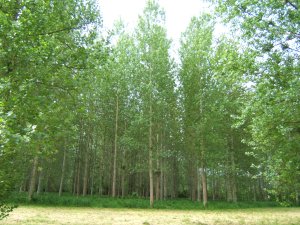 peupliers à Giverny
