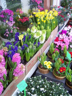 Fleurs de printemps