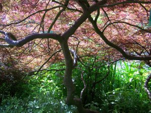 Erable du Japon à Giverny