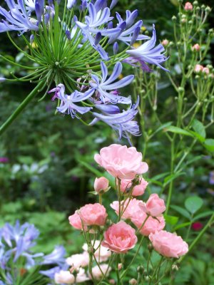 Agapanthe et roses