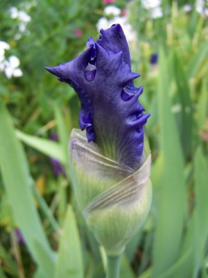 Iris en bouton