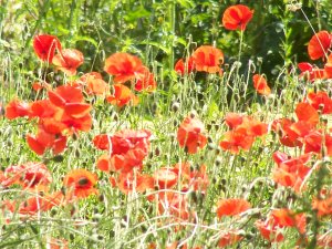 Coquelicots