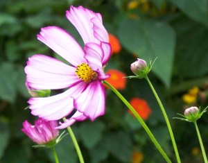 Fleur de Cosmos