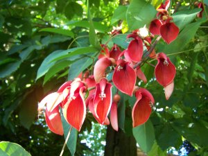 erythrine crista galli