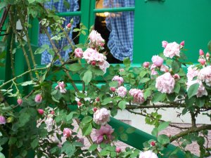 fenêtre aux roses