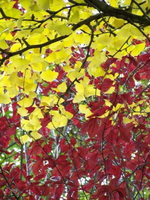 Gingko Biloba, l'arbre aux écus