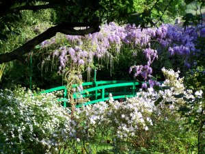 Glycine à Giverny