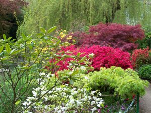 Le jardin presque japonais de Monet