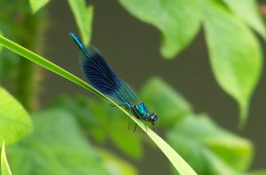 libellule