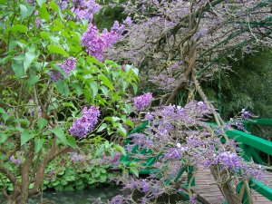 Brève rencontre entre un lilas et une glycine