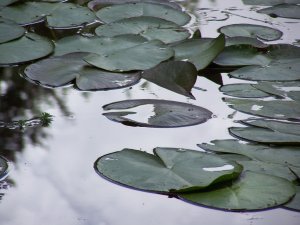 nenuphar a Giverny