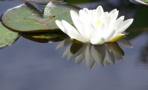 Nénuphar blanc