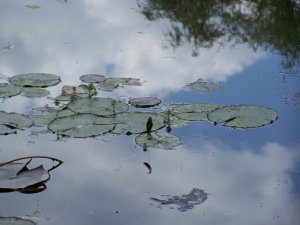 feuilles de nénuphar