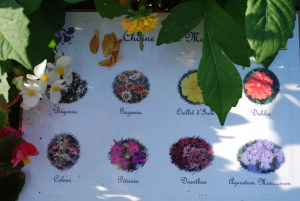 Nom des fleurs dans les massifs de Saint-Marcel