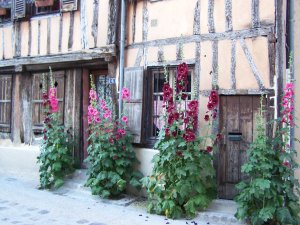 roses trémières à Vernon