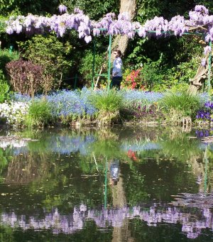 Reflet de myosotis à Giverny