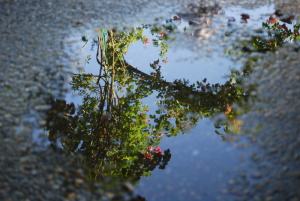 reflet de la tonnelle de Claude Monet à Giverny