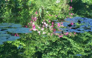 Reflets roses