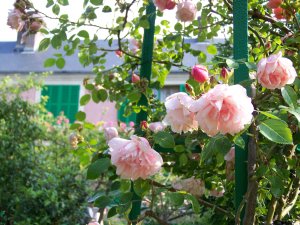 Support à rosier