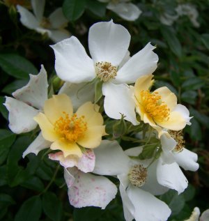 rosier grimpant jaune et blanc