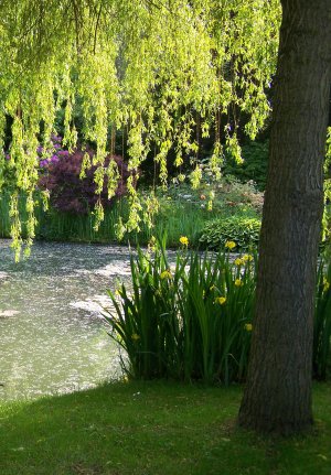 Saule pleureur à Giverny