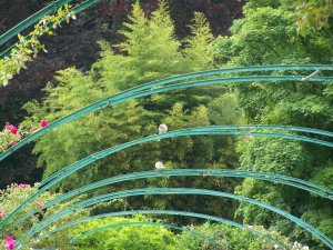 Tourterelles dans les jardins de Monet à Giverny