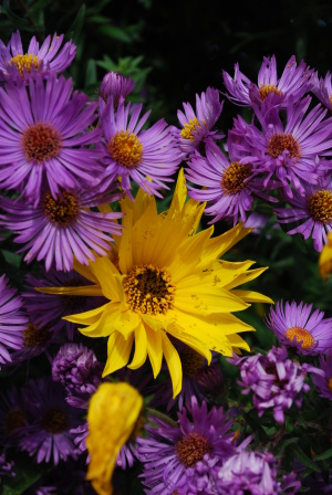asters et hélianthe à Giverny en automne