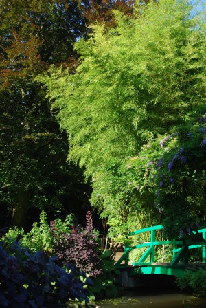 Bambou à Giverny