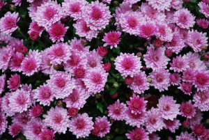 Chrysanthème