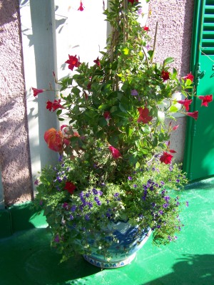 Dipladenia à Giverny