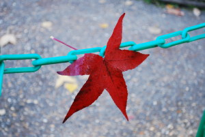 feuille de liquidambar