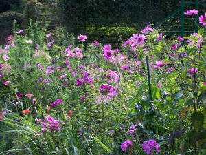 Massif rose, Giverny, chez Claude Monet