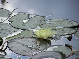 Nénuphar