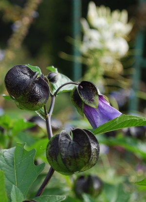 Nicandra Physaloides