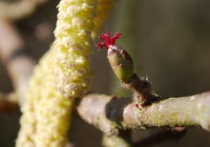 Fleurs de noisetier