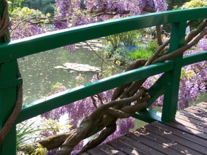 Glycine sur le pont de Monet