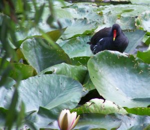 Poule d'eau