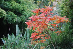 Sumac de Virginie à Giverny