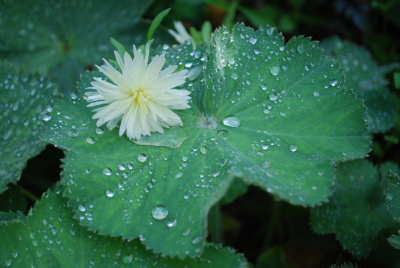 Reine-marguerite sur une feuille d'alchémille
