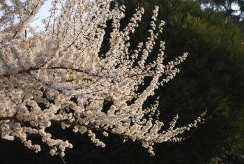 Arbre en fleur