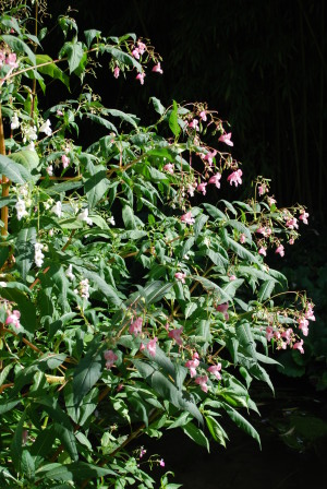 Balsamine